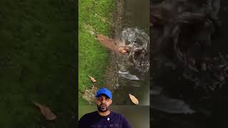 Sucuri foi no Tatu em Barranco 😱