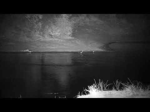 Djuma: Hippo returns to the dam and Grey Heron also - 03:44 - 09/19/21
