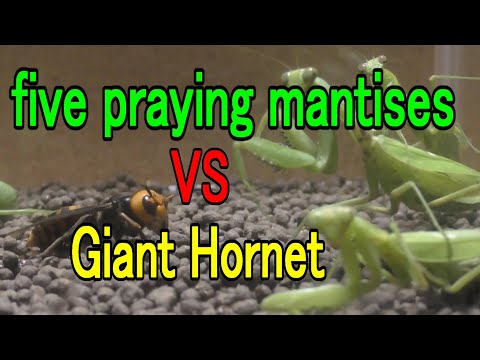Five Praying Mantises vs. Giant Hornets.