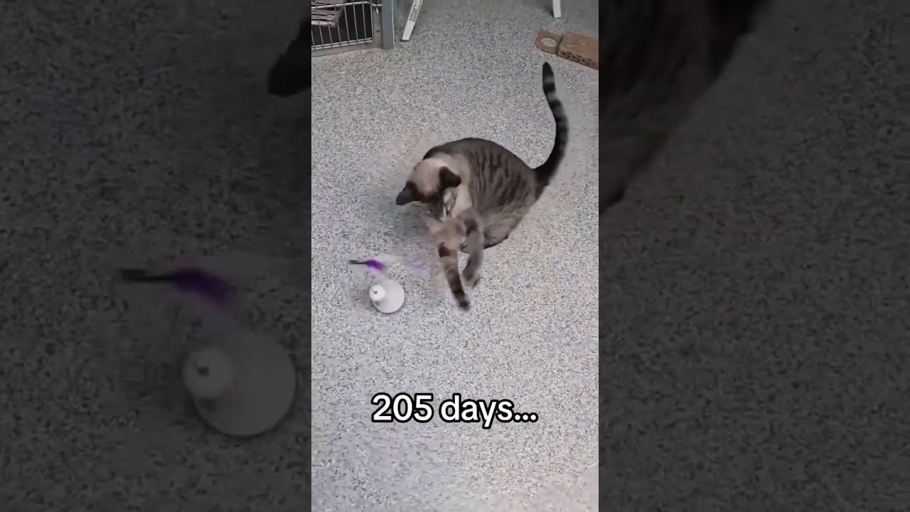 Mika, a ADOPTABLE mixed breed in Tinley Park, IL video 6/6