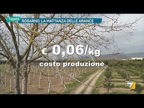 Rosarno, la mattanza delle arance