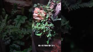 テラリウムおすすめ植物３選 #shorts