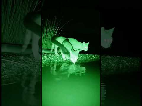 The Snake Struck Without Warning… What the Orangutan Did Next Was Pure Heroism 🐍😱🦧❤️‍🔥