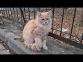 Very Cute Long Haired Orange Stray Cat
