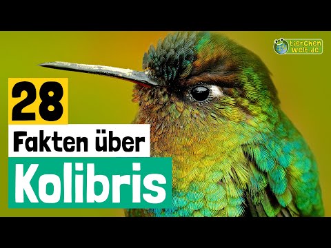 28 Steckbrief-Fakten über Kolibris - Doku-Wissen über Tiere - für Kinder