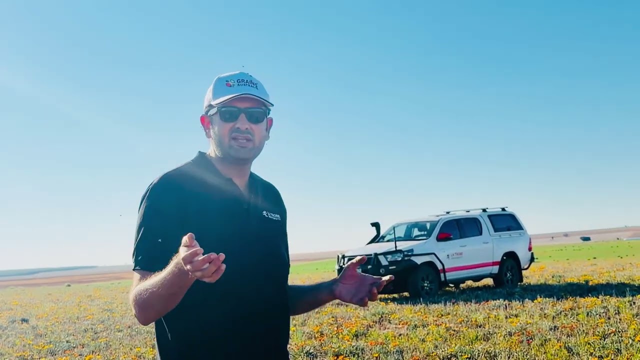 How weedy #Gazanias are impacting #grain production systems and what are we doing to help growers.