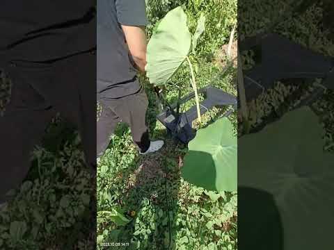 Treasure Hunt in A Fruit Area #shorts #viral #short videos