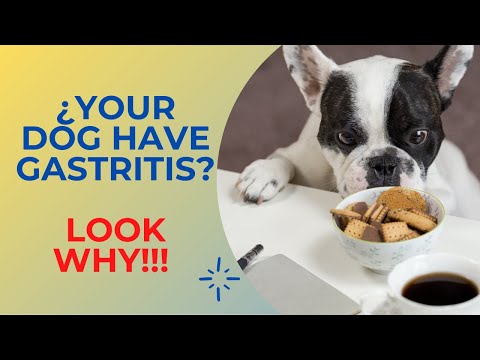 🌭GASTRITIS IN DOGS (Symptoms, Causes, Treatment)