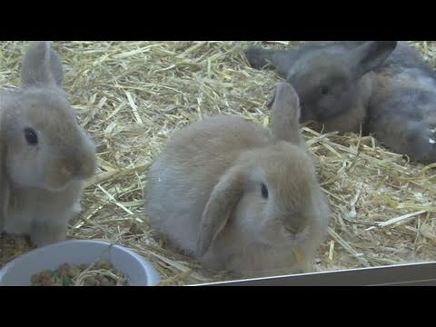How To Keep A Rabbit Cage Clean