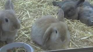 How To Keep A Rabbit Cage Clean