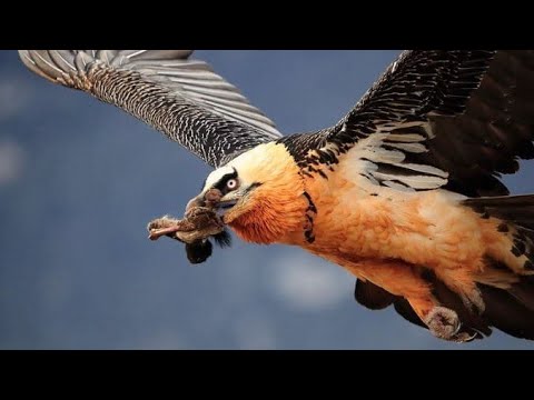 El quebrantahuesos (Gypaetus barbatus)