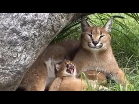 Meet my son hecker jr.