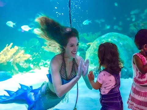REAL MERMAIDS! Mermaid Magic opens at OdySea - ABC15 Digital - YouTube