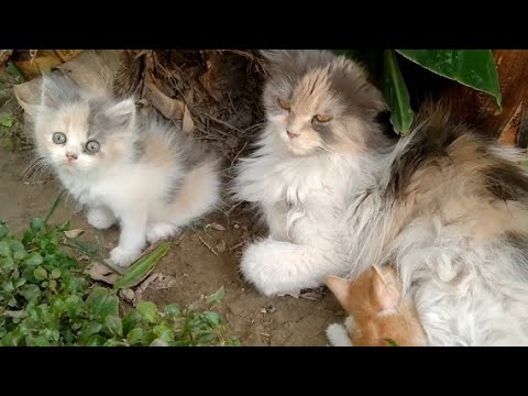 Nursing Mom Cat Feeding Orphan Kitten More Than Her Own Kittens