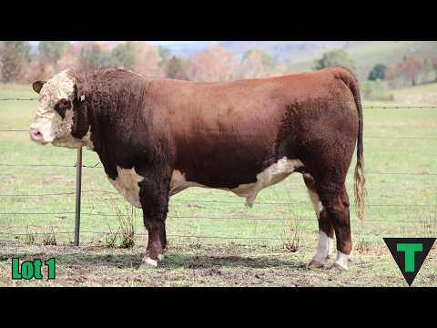 Lot 01 Tarcombe Saint THSV200 (PP)