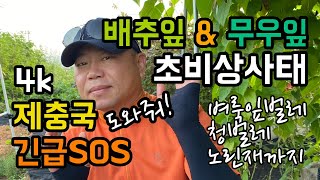 배추잎 & 무우잎 초비상사태, 벼룩잎벌레/청벌레/노린재 출현, 잎사귀 구출작전, 제충국아! 도와줘!