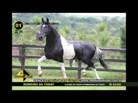 LOTE 01 ROMEIRO - I LEILÃO TOP SELA