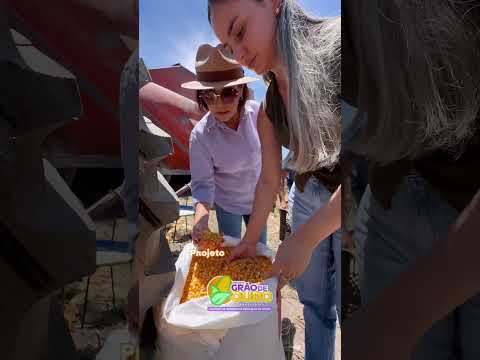 Projeto Grão de Ouro - Carneiros - Alagoas