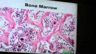 Dr.Gihan "Blood" #Practical