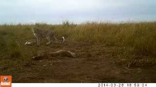 preview picture of video 'leopardess at hyena den'