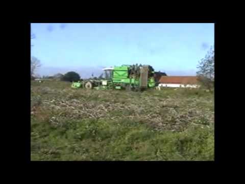 Cattebeke: Aardappel rooien.