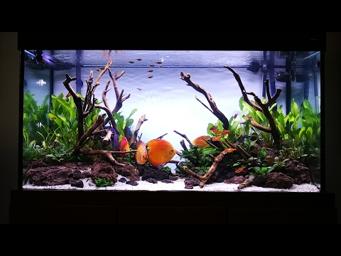 Planted tank for Discus (12 days after scaped)