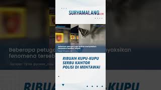 GEGER! Ribuan Kupu-kupu Serbu Kantor Polisi di Mentawai, Ahli Sebut Hewan Ngengat