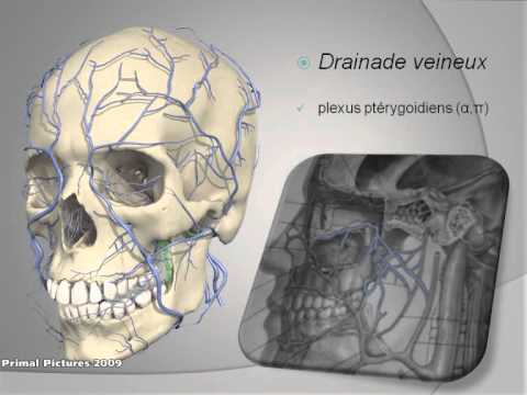 comment soigner sinusite maxillaire