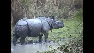 Great one-horned Rhinoceros - the largest of Rhino species