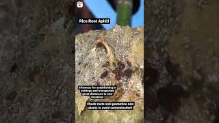 How to Check Rice Root #Aphid on Roots