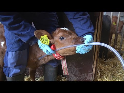 Juist gebruik van een sonde bij kalveren