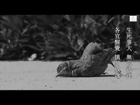 鳥死了怎麼辦
