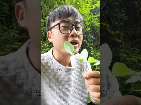 野生的淫羊藿得劲哦#植物科普 #淫羊藿 #三枝九叶草