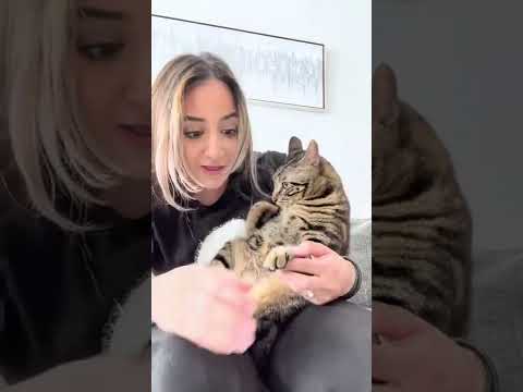 Pretending to hurt my cat while trimming its nails