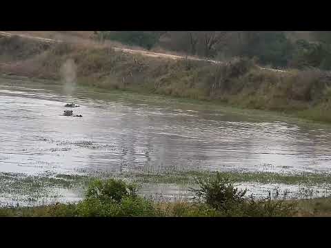 Djuma: Hippo male worked up about something-along with female and calf - 06:26 - 07/21/2022
