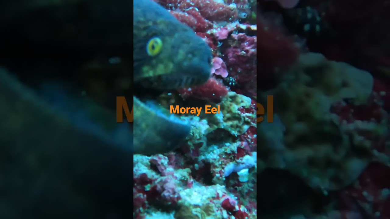MORAY EEL