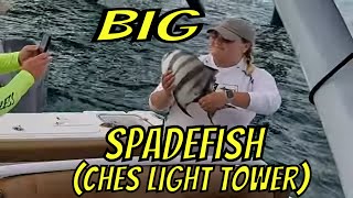 JUMBO SPADEFISH at the Chesapeake Light Tower