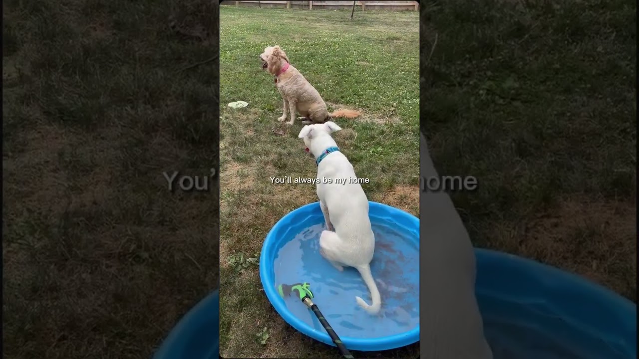 Enlarge Colter, a Adoptable mixed breed in Archbold , OH video 6/6