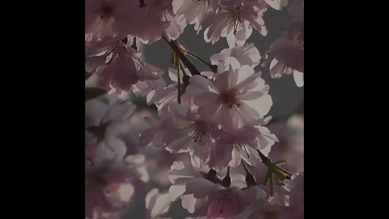 Embrace the Essence of Summer with Our 