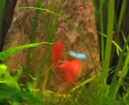 Watch Video on YouTube