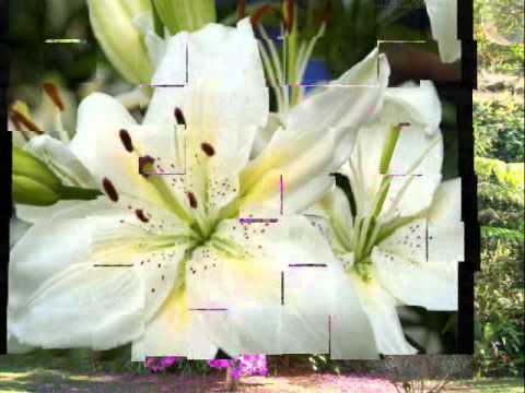 Saravá Pai Bernardo ! Saravá Caboclo Calmaria