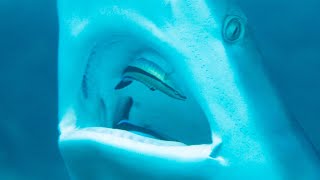 Fearless Fish Cleans Shark&#39;s Mouth | Seven Worlds, One Planet | BBC Earth