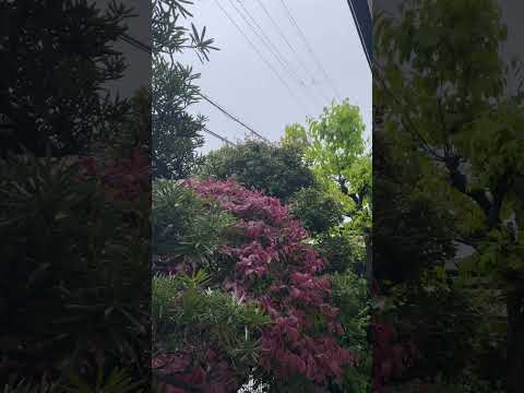 ヒタキの生息地 好意を集める 農薬を使わない有機栽培 植物の花 生け垣を保つ