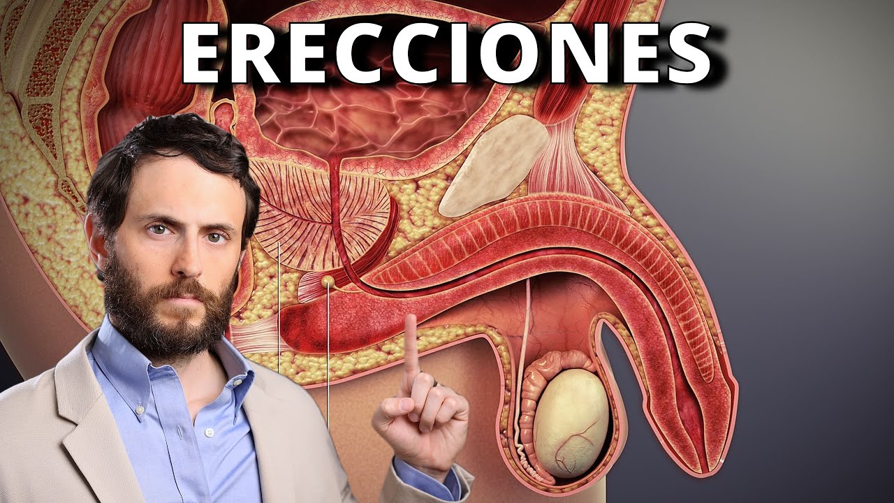 Cómo Funciona tu Erección y como Potenciarla