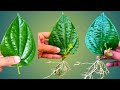 How To Grow Betel Leaves Paan Plant From Single Leaves