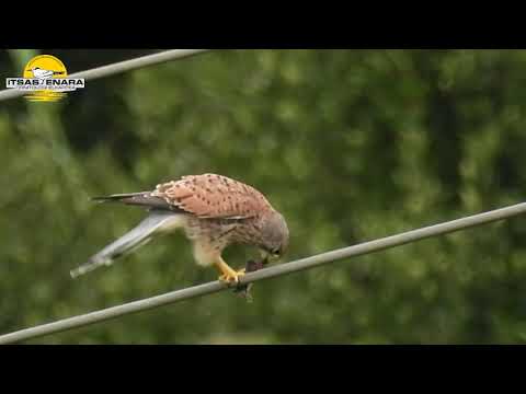 Belatz gorri bat Ametzagainan