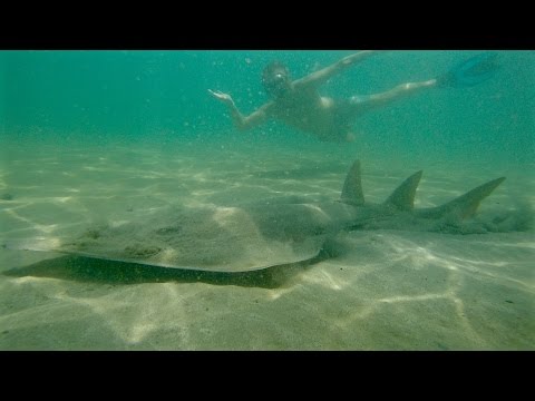 Nager avec une raie guitare - Swimming with GuitarFish ! GoPro HD