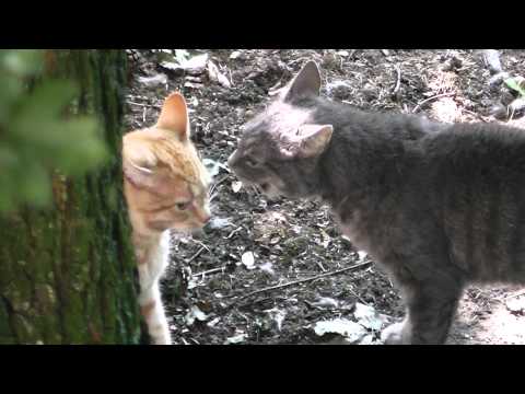 Katzenkrach in Borssum