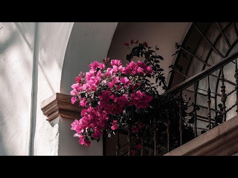 Fiena (Test) - Elizabeth 