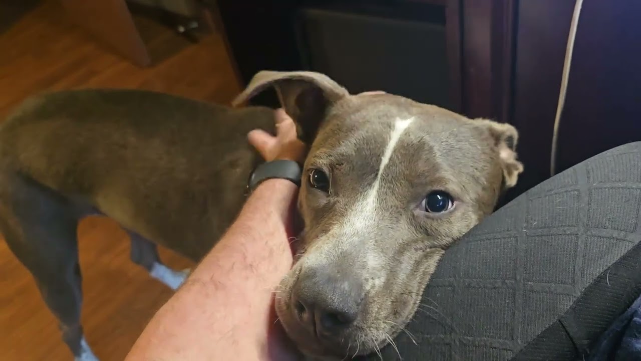 Taco, an adopted mixed breed in Olympia, WA video 5/6